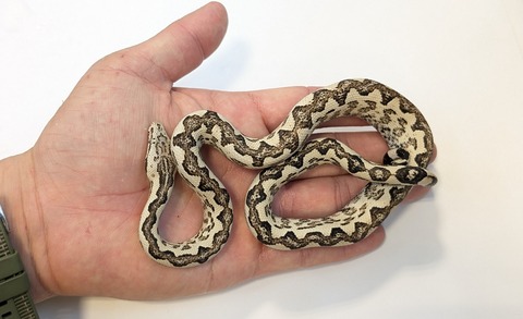 PXL_20251004_090848082~2