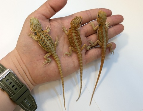 PXL_20250401_093614043~2