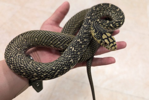 PXL_20251028_063939099~2