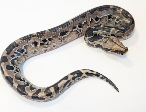 PXL_20250701_083221327~2