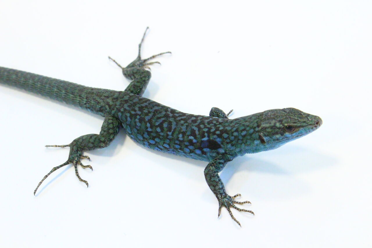 オススメ クレンメリーカベカナヘビ 爬虫類クラブj 横須賀店ブログ