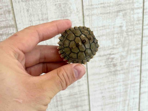 FullSizeRender