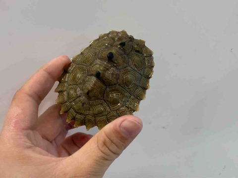 FullSizeRender