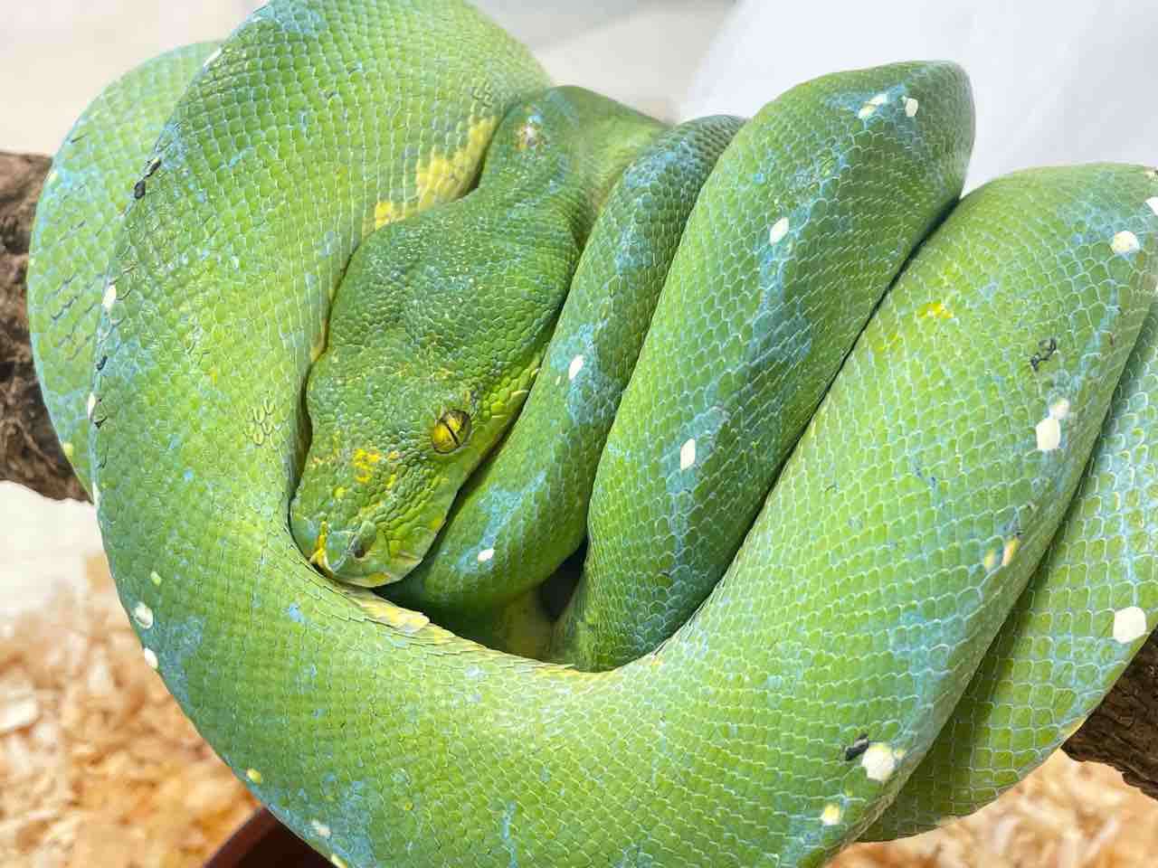 グリンパイは最＆高！！】 : 爬虫類クラブJ 横須賀店ブログ