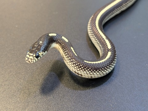 PXL_20241218_113558994~3