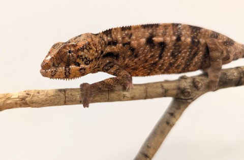 PXL_20250725_101627784~2