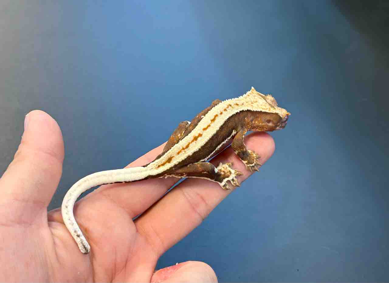 Arion GP45 爬虫類ケージ　クレステッドゲッコー・エメツリ等 アリオンケージ/ GP45 Extreme