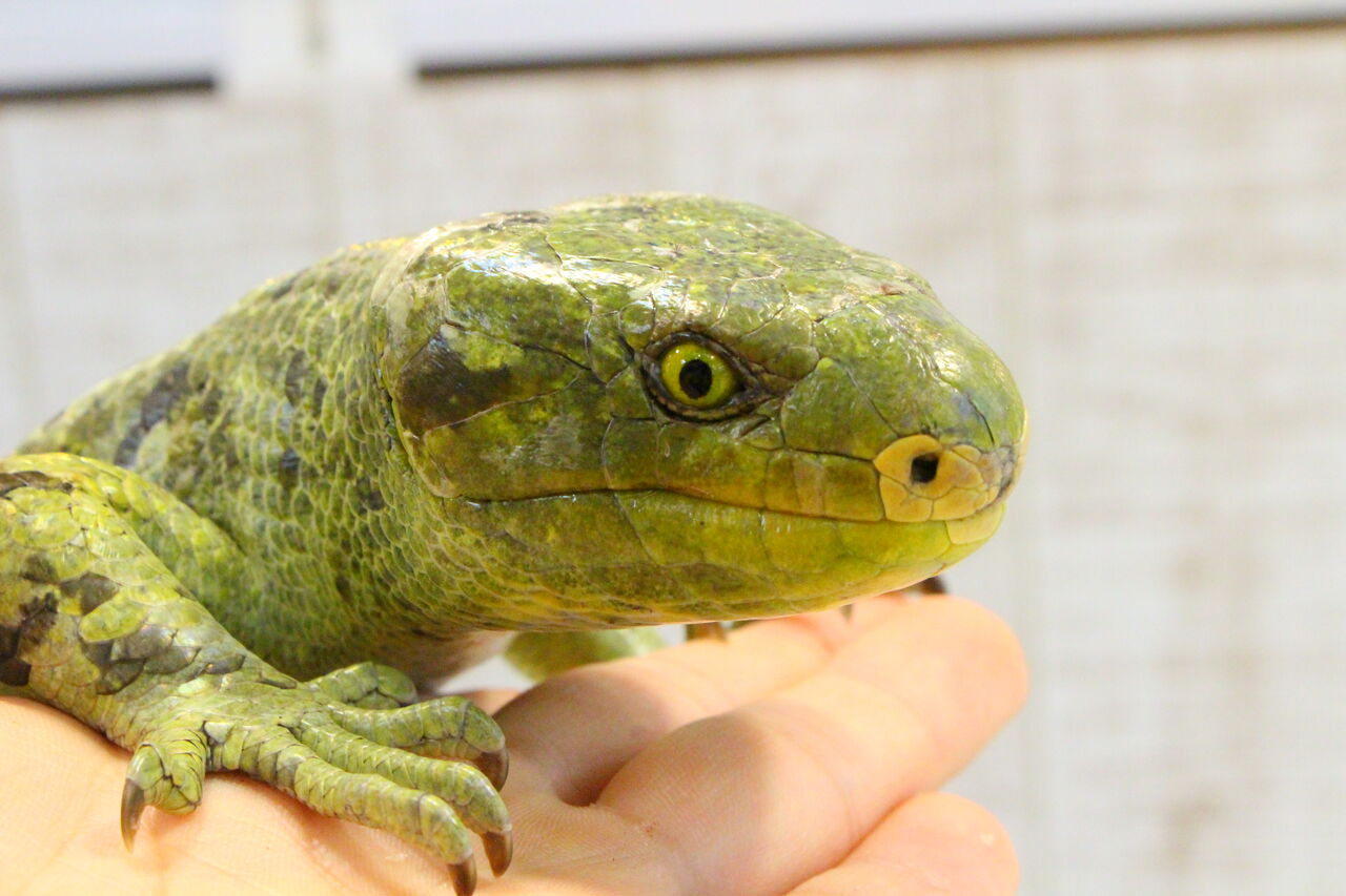 新入荷 オマキトカゲ ジャクソンカメレオン リクガメなどなど 爬虫類クラブj 横須賀店ブログ