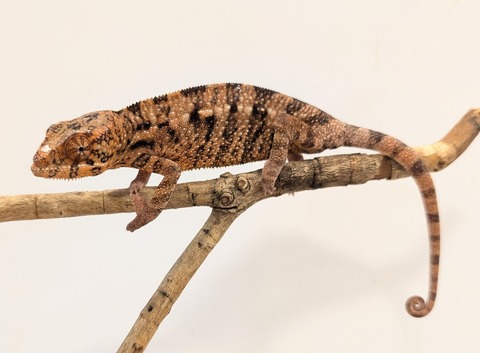 PXL_20250725_101610976~2