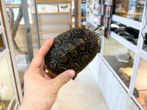 FullSizeRender