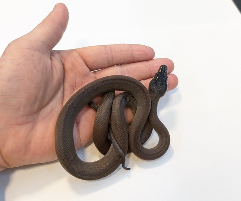 PXL_20251204_083524120~2