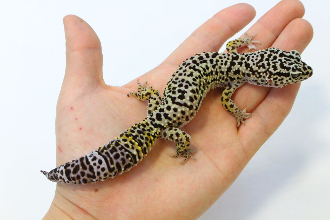新入荷 レオパ アフガニクス ハイナン ハラガケ トウブハコ 爬虫類クラブj 横須賀店ブログ
