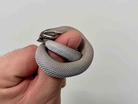 FullSizeRender