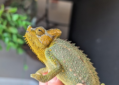 PXL_20260129_035703873