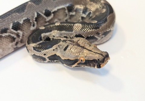 PXL_20250701_083213757~2