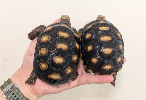 PXL_20260204_093843519~2