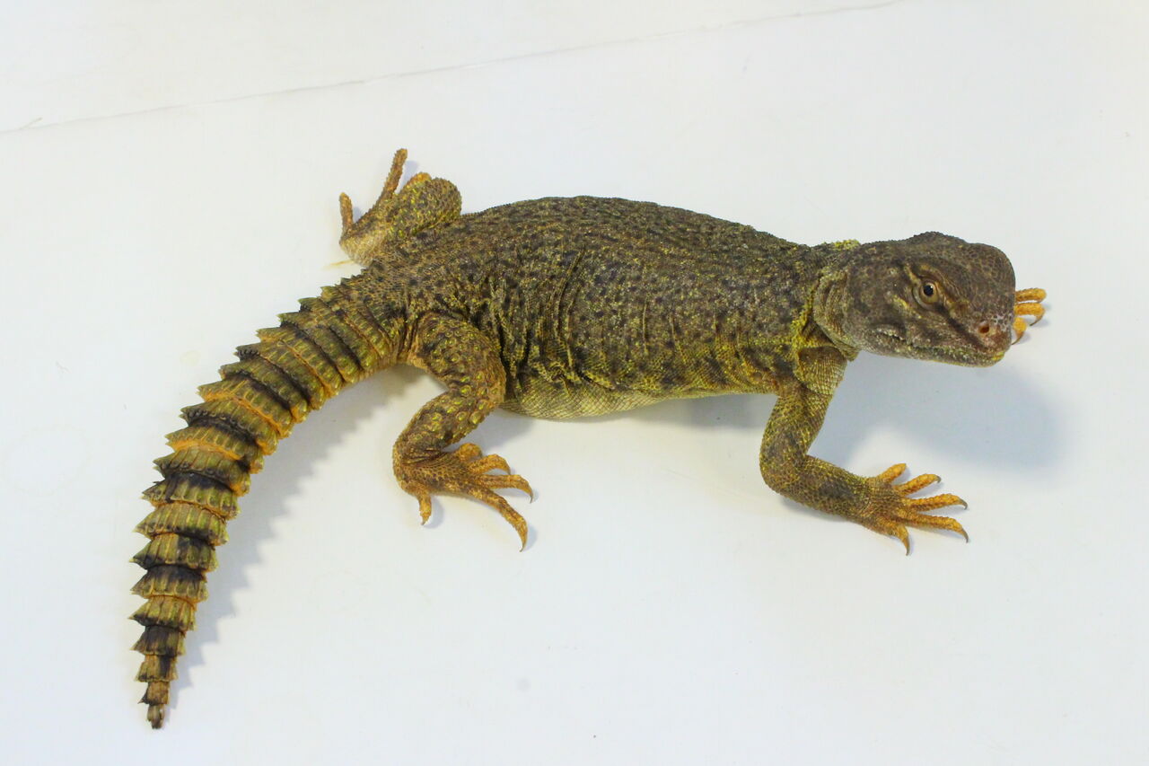 新入荷】ハイナントカゲモドキ、ディスパートゲオアガマなどなど 新入荷】ハイナントカゲモドキ、ディスパートゲオアガマなどなど