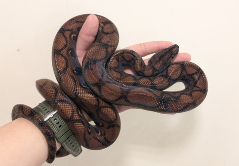 PXL_20260212_075744986~2