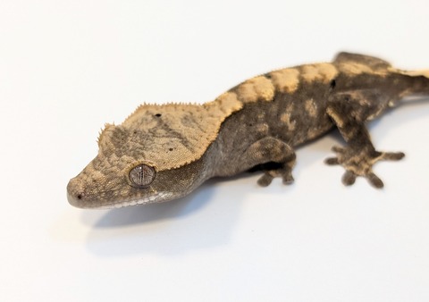 PXL_20250424_084321709~2