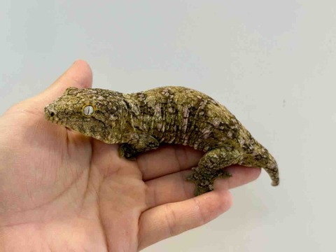 FullSizeRender