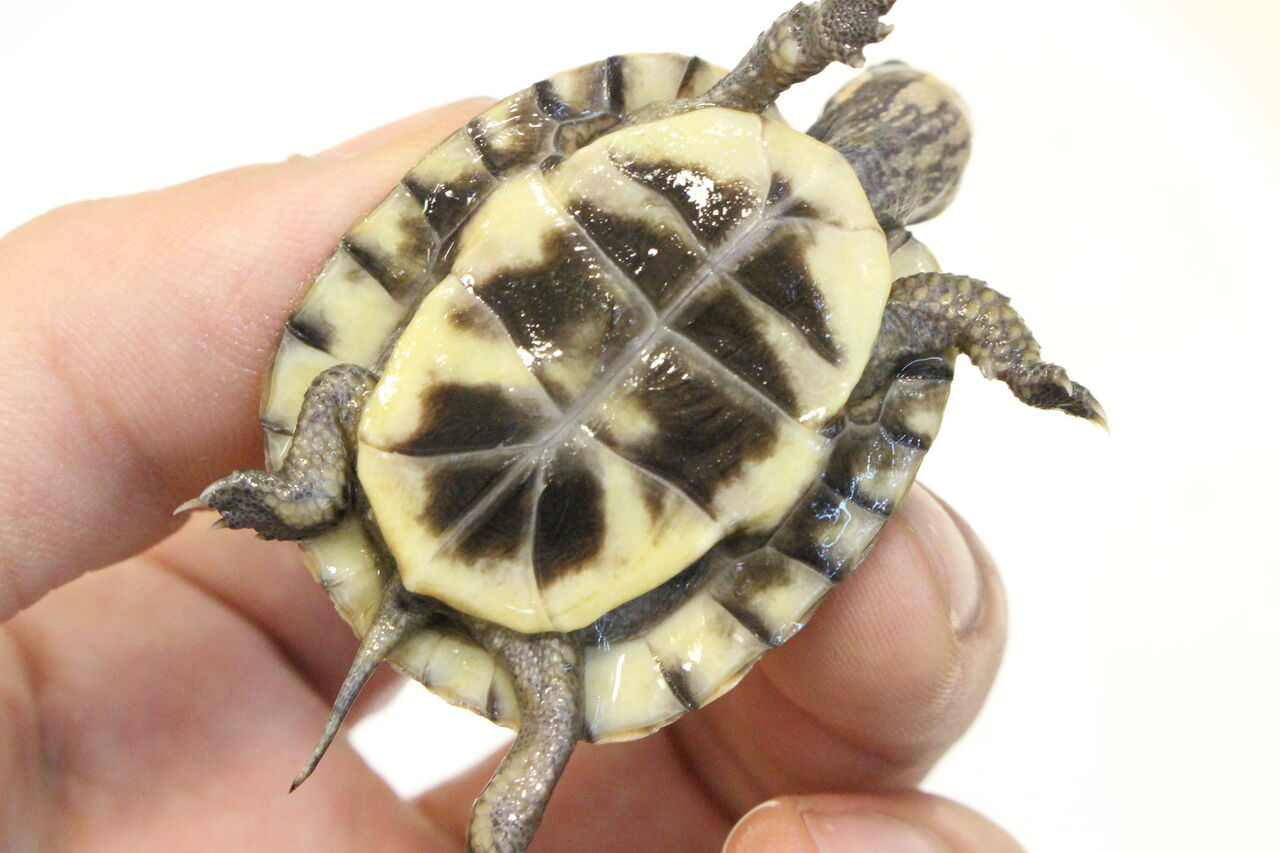新入荷 在庫 トウブハコガメ スジクビヒメニオイガメなど 爬虫類クラブj 横須賀店ブログ 新入荷 在庫 トウブハコガメ スジクビヒメニオイガメなど 爬虫類クラブj 横須賀店ブログ