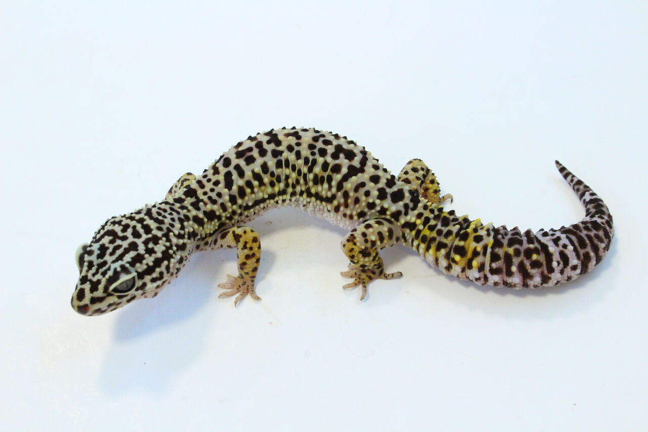 新入荷 レオパ アフガニクス ハイナン ハラガケ トウブハコ 爬虫類クラブj 横須賀店ブログ