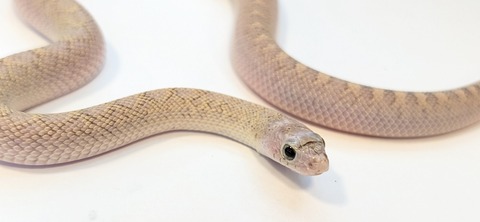 PXL_20260128_082631969~2