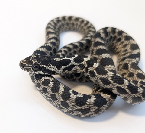 PXL_20250715_094014187~2