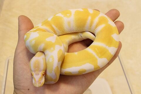 オススメ生体 ヘビ編 爬虫類クラブj 横須賀店ブログ オススメ生体 ヘビ編 爬虫類クラブj 横須賀店ブログ