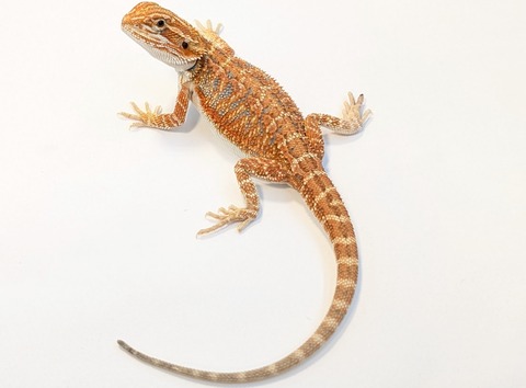 PXL_20260128_084532113~2