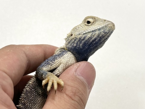 FullSizeRender
