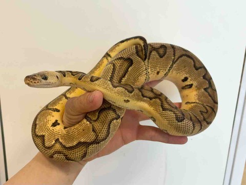 FullSizeRender