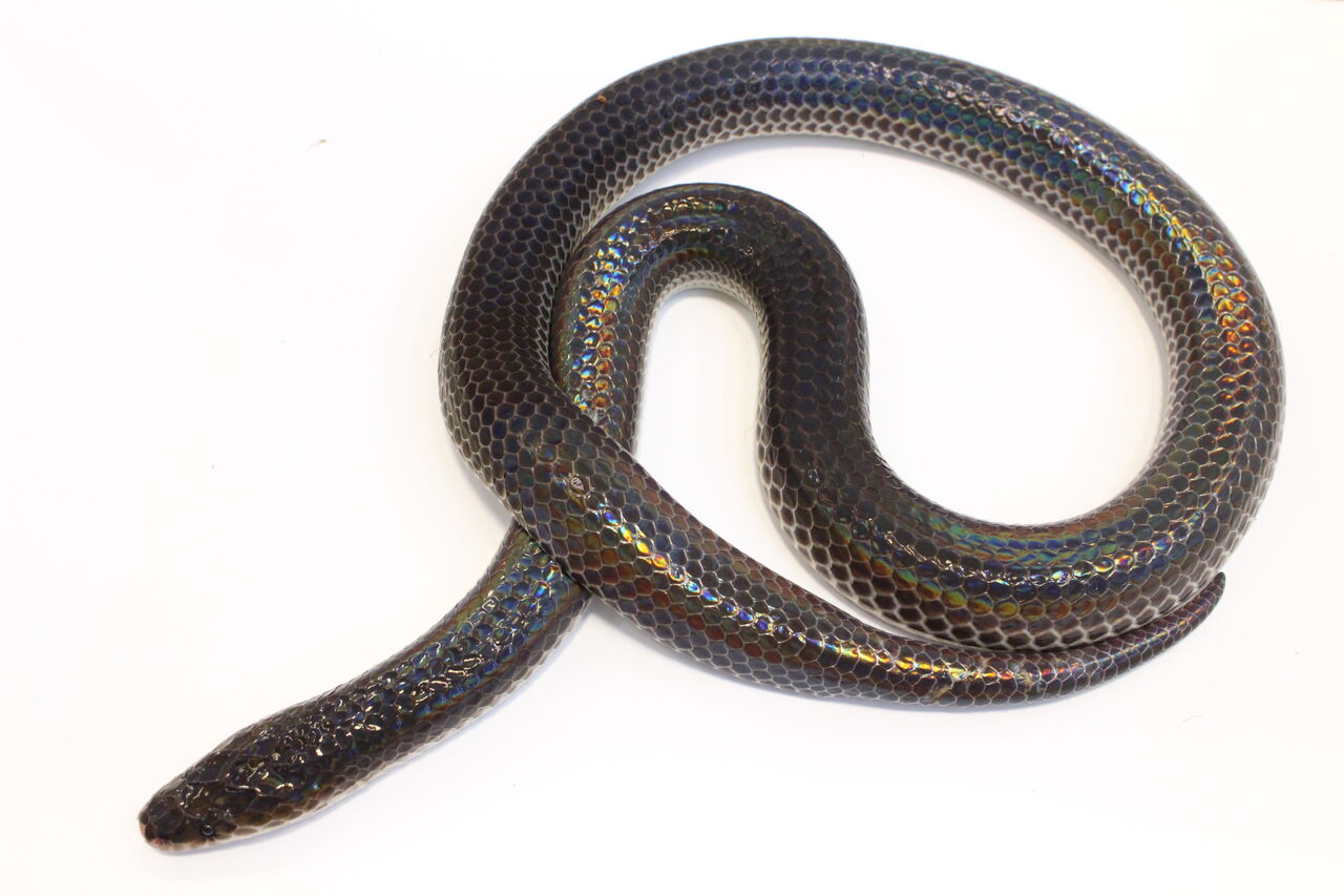 新入荷 シマヘビ ウンキュウetc 爬虫類クラブj 横須賀店ブログ