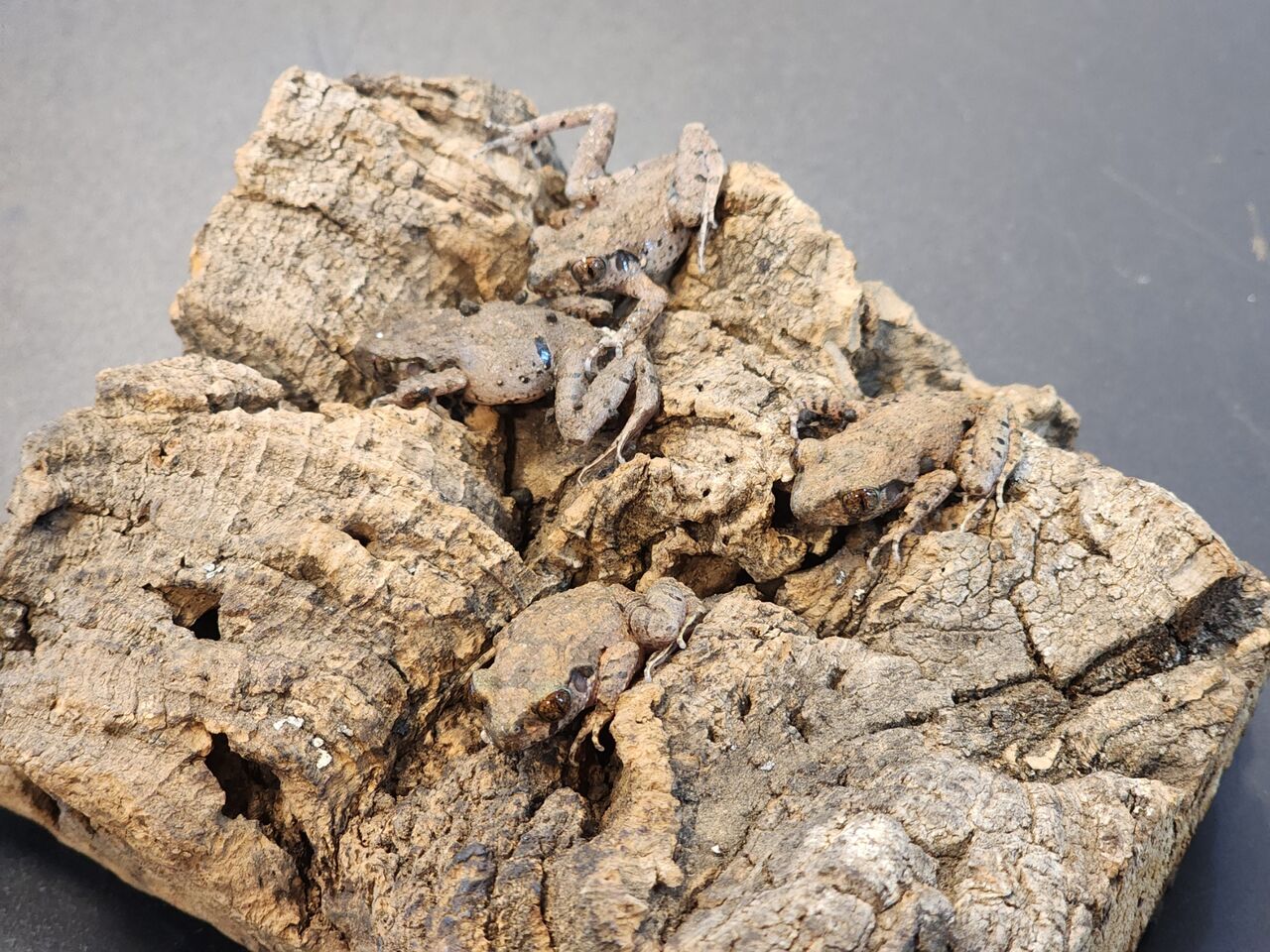 ガマガエルページ 再販商品のお知らせ】 – ネイチャーテクニカラー公式