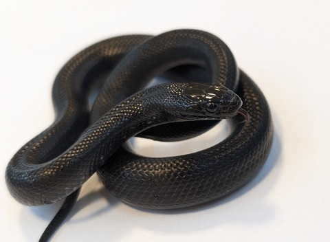 PXL_20251003_094636120~2