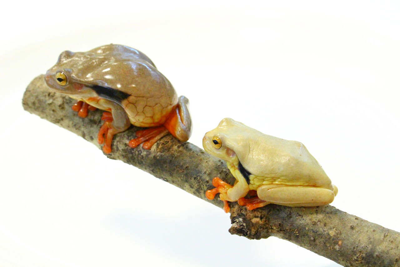 新入荷 いろいろ ウデムシ カマキリ 両生類 爬虫類クラブj 横須賀店ブログ