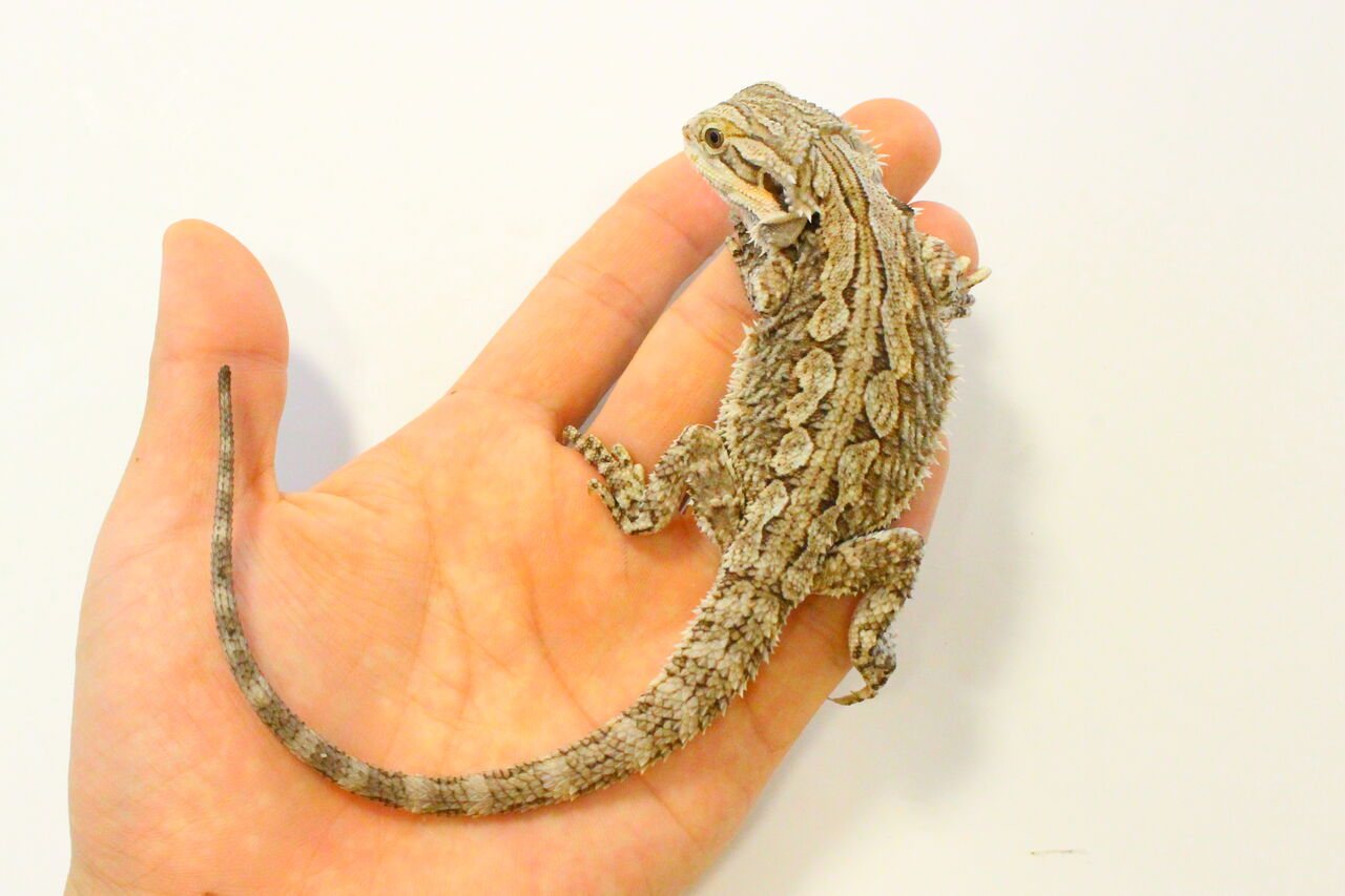 サービスデー開催中 オススメ生体 トカゲ 爬虫類クラブj 横須賀店ブログ