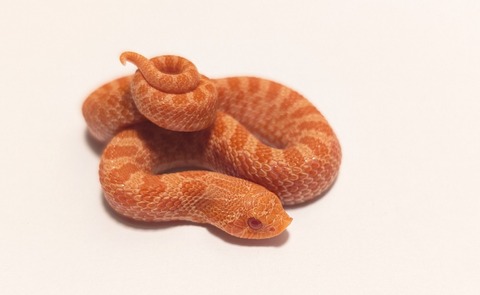 PXL_20250921_051627774~2