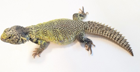 PXL_20251219_024241358~2