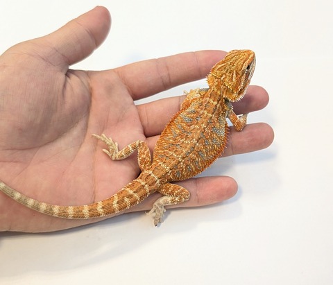 PXL_20260128_084559851~2