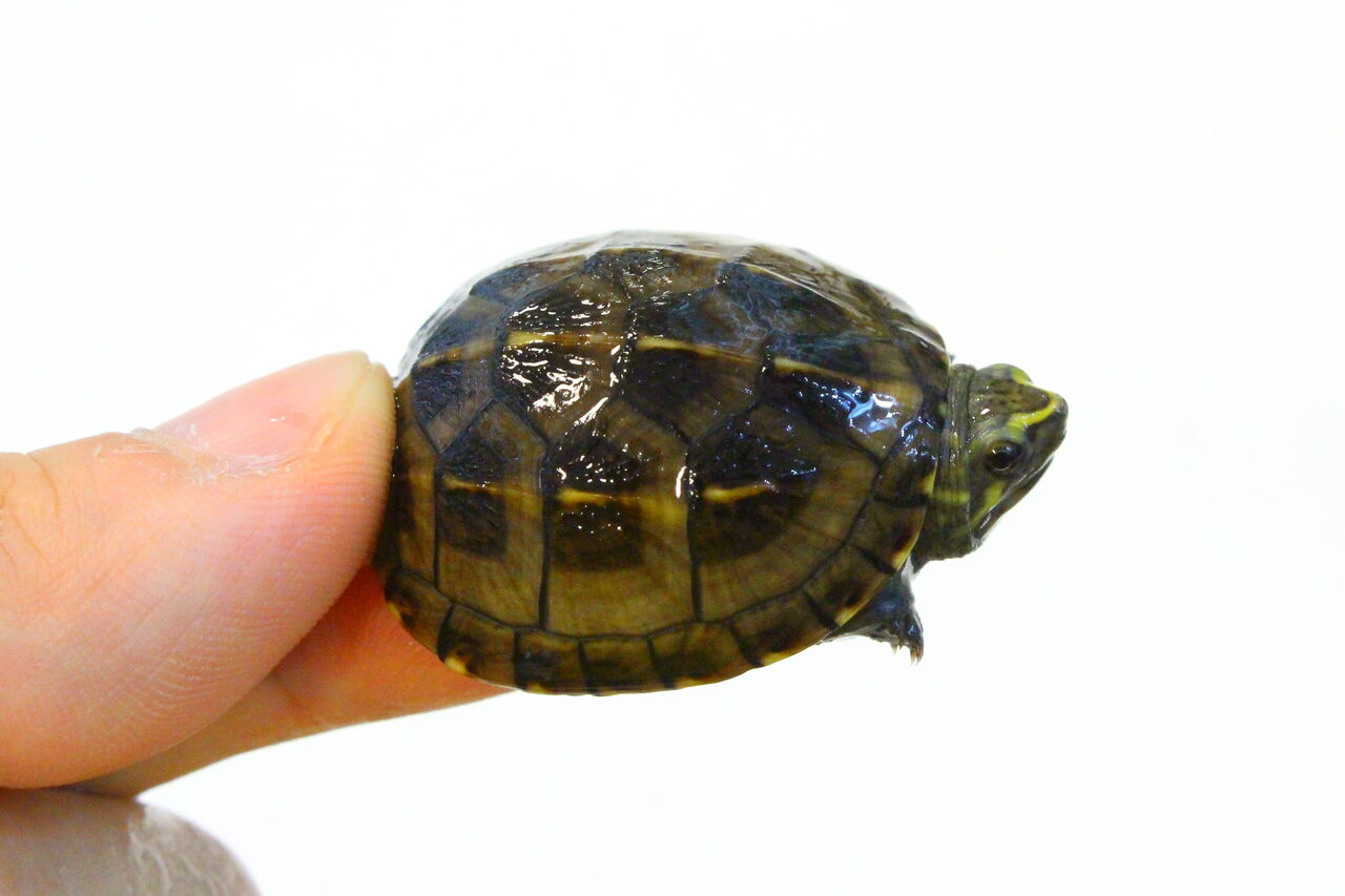 新入荷 ミスジドロガメ バハマボア ボールパイソン 爬虫類クラブj 横須賀店ブログ