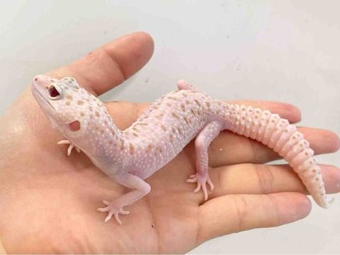 FullSizeRender