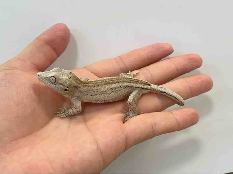 FullSizeRender