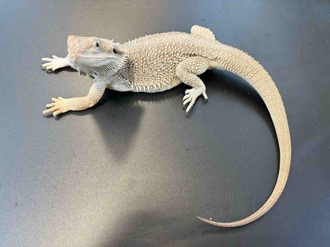 FullSizeRender