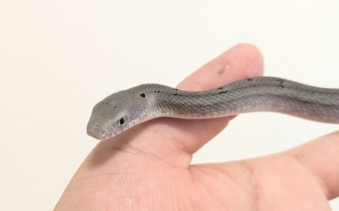 PXL_20251027_054528043~2