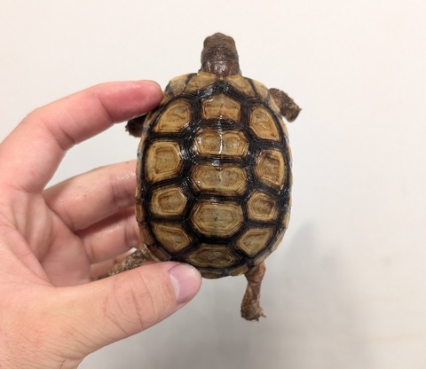 PXL_20260204_094325174~2