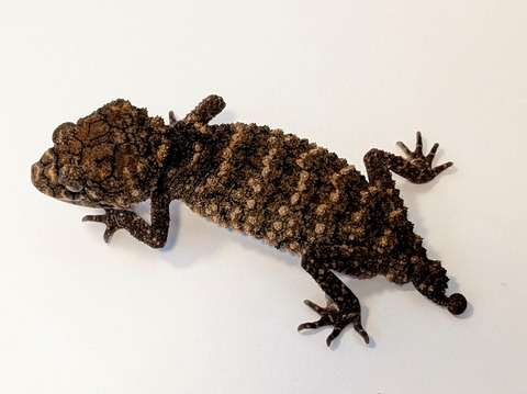 PXL_20251208_055236027~2