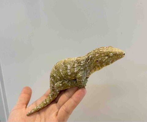 FullSizeRender