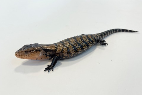 ジャや2