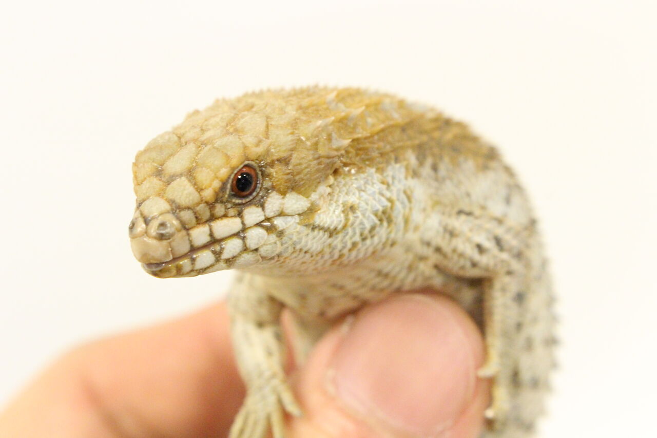 オススメ生体 トゲオアガマ デプレッサイワトカゲ パンサーカメレオン 爬虫類クラブj 横須賀店ブログ オススメ生体 トゲオアガマ デプレッサイワトカゲ パンサーカメレオン 爬虫類クラブj 横須賀店ブログ